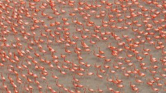 Water Birds flock national geographic flamingos