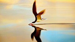Water Birds flying reflections Simple Background