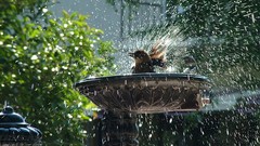 Water Birds Fountains