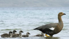 Water Birds geese baby birds