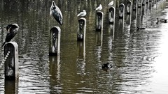 Water Birds London