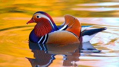 Water Birds mandarin duck