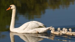 Water Birds Michigan Swans baby birds