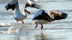 Water Birds Pelicans