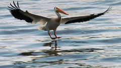Water Birds Pelicans