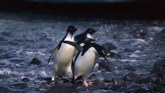 Water Birds Penguins rocks baby birds