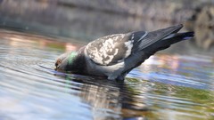 Water Birds Pigeons drinking