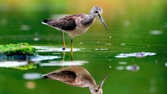 Water Birds reflections