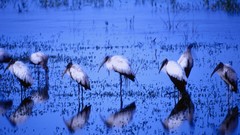 Water Birds reflections storks