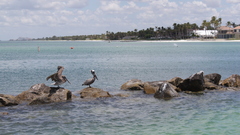 Water Birds rocks palm
