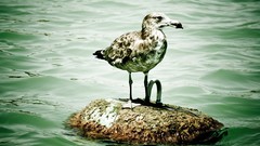 Water Birds seagulls