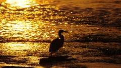 Water Birds silhouettes bokeh sunlight egrets seashore