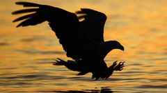 Water Birds silhouettes Eagles
