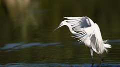Water Birds snowy egret egrets