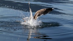 Water Birds splashes ripples seagulls