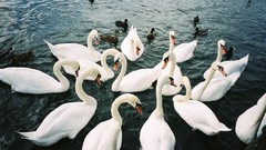 Water Birds Swans