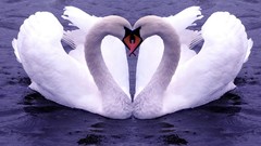 Water Birds Swans affection