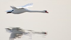 Water Birds Swans flying reflections