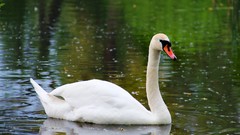 Water Birds Swans reflections