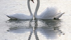 Water Birds Swans reflections