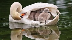 Water Birds Swans reflections ripples baby birds