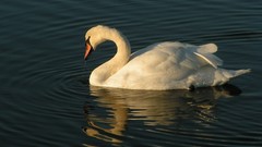 Water Birds Swans ripples