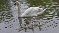 Water Birds Swans ripples baby birds