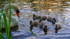 Water Birds Swans ripples baby birds