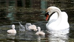 Water Birds Swans splashes baby birds