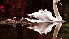 Water Birds Swans wildlife