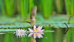 Water Birds Water Lilies reflections