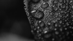 Water black black and white wet water drops