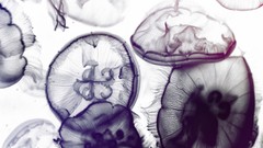 Water black light jellyfish