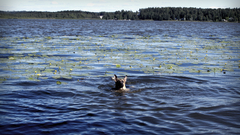 Water blue Dogs animal