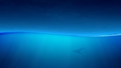 Water blue ocean Whales