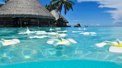 Water blue palm trees white flowers huts plumeria floating 