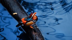 Water branches Birds Ducks