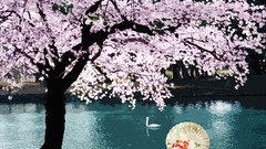 Water cherry blossoms