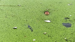 Water children Plants