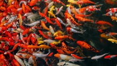 Water China Japan fish national geographic koi