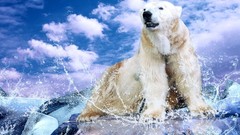 Water clouds Animals Polar