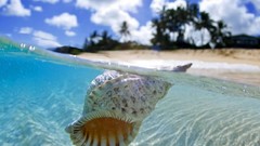Water clouds palm trees seashells blurred background split-view