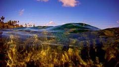 Water clouds palm trees split-view