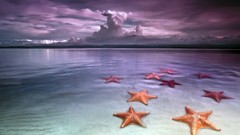 Water clouds starfish