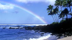 Water coast palm trees rainbows