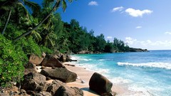 Water coast sand palm