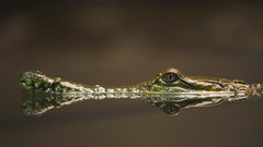 Water Crocodiles Reptiles reflections