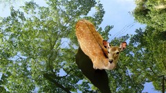 Water deer reflections