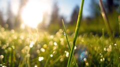 Water dew morning wet