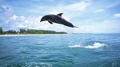 Water Dolphins jumping Mammals